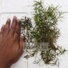 Guppy Grass for Fish and Shrimp Breeding