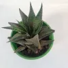 Haworthia Limifolia  Fairy Washboard Top View