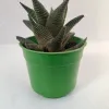 Haworthia Limifolia Succulent Plant