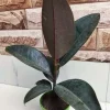 Healthy Rubber Tree Plant - Fast Shipping