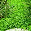 Hemianthus Callitrichoides Cuba Aquarium Carpeting Plant In Lush Green Carpet