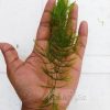 Hornwort for Sale - Aquarium Plant Collection