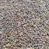 Hutka Pigeon Bird Food