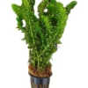 Hydrilla Aquatic Plant for Aquarium