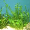 Hydrilla Plant In Aquarium