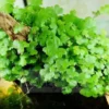 Hydrocotyle Tripartita Honda Aquarium Plant