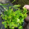 Hydrocotyle Tripartita in Pot