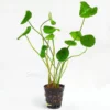 Hydrocotyle Verticillata Pot