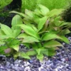 Hygrophila Corymbosa Compacta