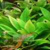 Hygrophila Corymbosa Compacta Aquarium Plant