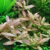 Hygrophila Polysperma Rosanervig