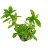 Hygrophila Polysperma Rosanervig Emersed Pot