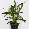 Hygrophila lancea Araguaia pot