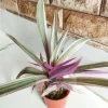 Indoor houseplant Tradescantia Spathacea