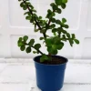 Jade Indoor Plant