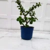 Jade plant for sale