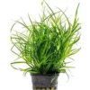 Juncus Repens Aquarium Plant