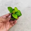 Low Maintenance Aquarium Plant Anubias Nana Gold For Aquascaping