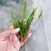 Low-Maintenance Micro Dwarf Carpet Plant For Aquariums