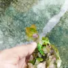 Low-Maintenance Rotala Sp Mini Gold Aquarium Plants