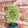 Low maintenance air-purifying Variegated White Aralia