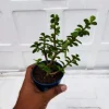 Low-maintenance jade plants for sale