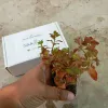 Ludwigia Ovalis Aquarium Live Plant