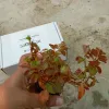 Ludwigia Ovalis Aquarium Plant