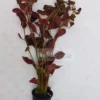 Ludwigia Palustris Super Red