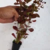 Ludwigia Palustris Super Red Aquarium Plant