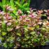 Ludwigia sp Mini Super Red aquascape