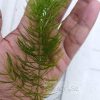 Lush Hornwort for Aquascaping Your Aquarium