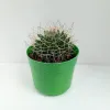 Mammillaria Camptotricha Succulent