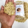 Oat Seed Premium Best Price