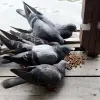 Pigeon Bird Food Hutka