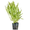 Pogostemon Stellatus Octopus Aquarium Plant