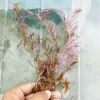 Red Aquarium Plants Rotala Hi Red Submerged