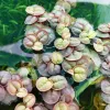 Red Root Floater Plant Floating On Water Surface