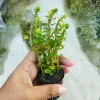 Red-Stemmed Aquatic Plant