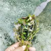 Rotala Sp Mini Gold Aquarium Plant 5 Piece Submerged