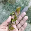 Rotala Sp Mini Gold Aquatic Plant For Aquarium