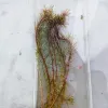 Rotala Wallichii Mexicana Plants For Your Aquarium