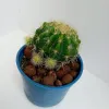 Round Spiny Cactus