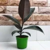 Rubber Tree Plant - Low Maintenance Indoor Decor