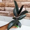 Rubber Tree Plant with Pot - Ready to Display and Enjoy