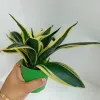 Sansevieria Hahnii Golden Dwarf Indoor Plant In Pot