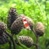 Shrimp With Alder Cones