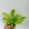 Small Sword Plant