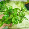 Staurogyne Sp Brown Midground Aquarium Plant