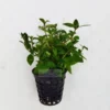 Staurogyne sp. Porto velho Plant Pot